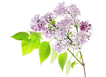 《宝可梦：大集结》新宝可梦“苍响”上线 参与活动即可兑换